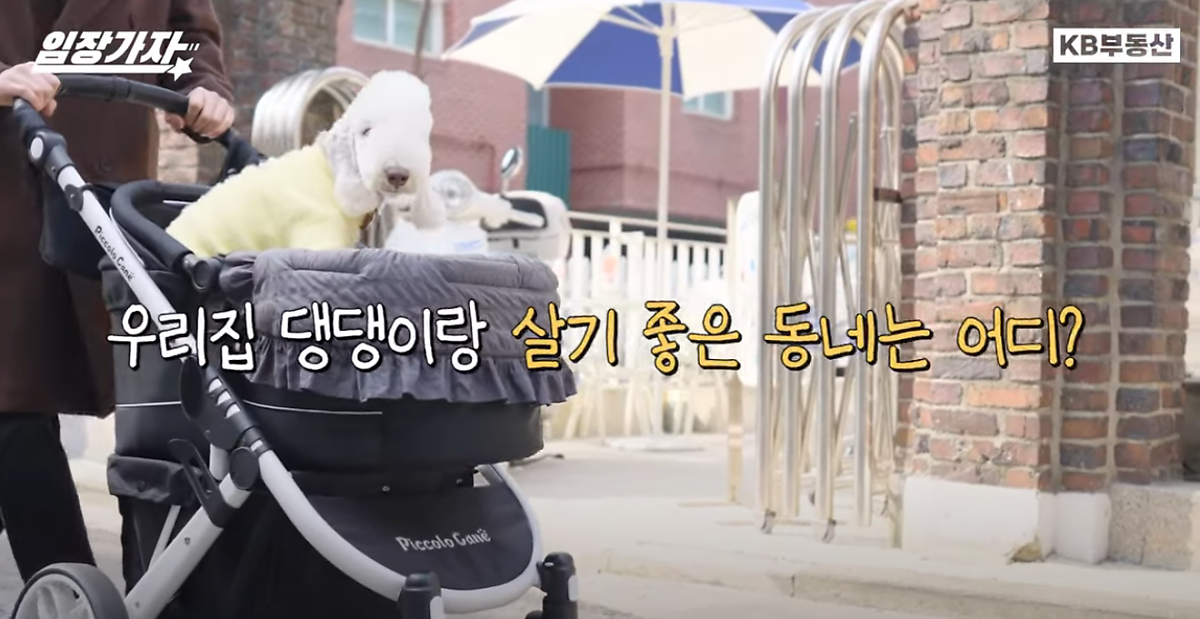 반려동물 키운다면 꼭 보세요! 우리집 '댕댕이'랑 살기 좋은 동네는 어디?_1