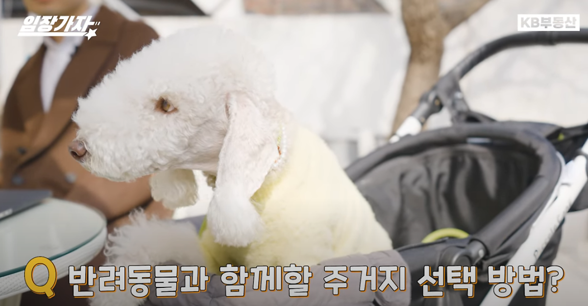 '반려동물'과 함께할 '주거지' 선택 방법을 나타내는 이미지. 흰색 강아지가 있다.