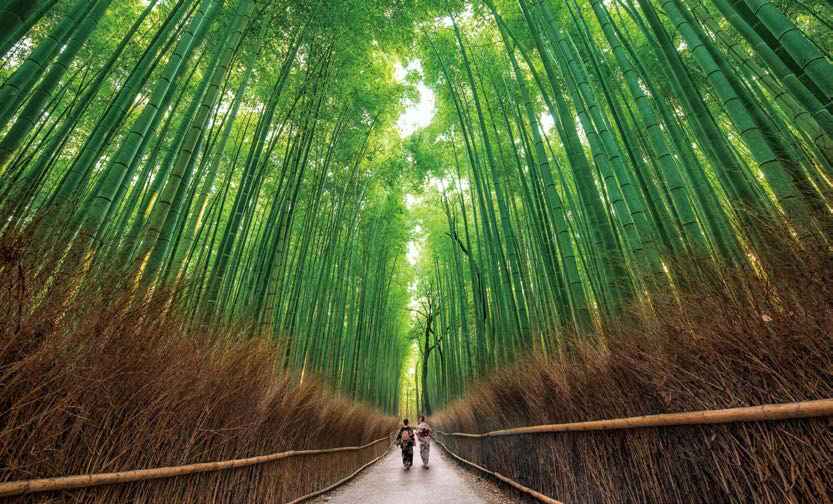 '치쿠린 대나무숲'은 가을 단풍과는 또 다른 아라시야마 여행의 청량감을 선물한다.