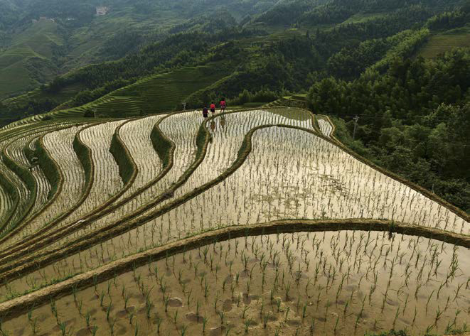 산등성이를 따라 '물'이 고여 햇살이 반짝이는 롱지티티엔(계단식 논)의 모습이다.