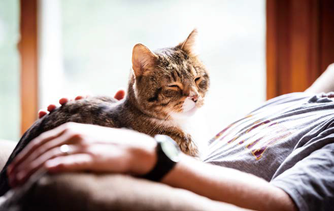 사람의 품에서 꾸벅꾸벅 졸고있는 '고양이'의 모습이다.