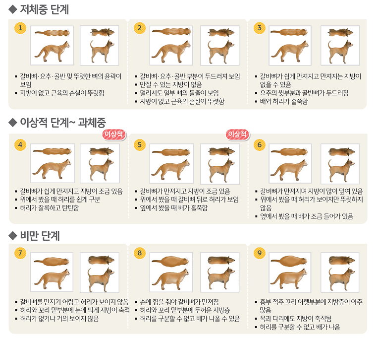 '신체충실지수'에 대한 설명이다. 각 단계별로 특징이 있다.