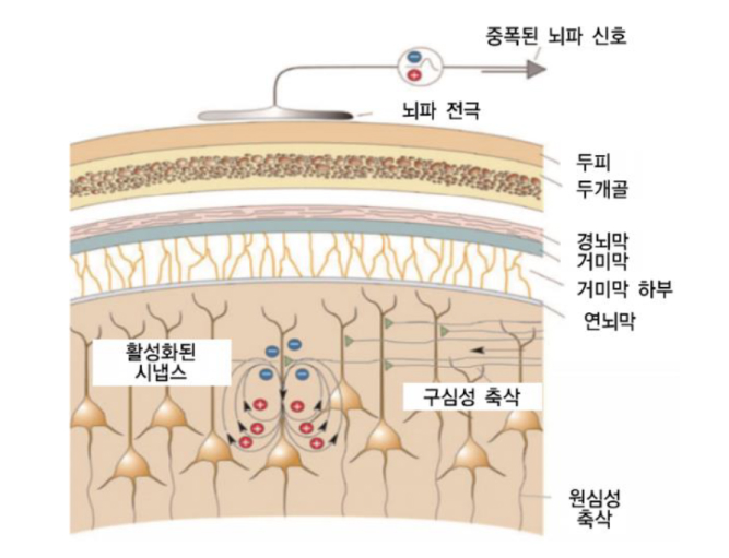 '뇌파'가 생성되고 그것을 측정하는 과정을 보여주는 이미지이다.