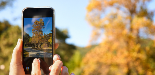 노랗게 물들여진 '은행나무'를 스마트폰으로 촬영하고 있는 모습이다.