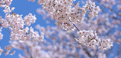 2026 전국 벚꽃 개화 지도, 지역별 명소 & 축제 일정 총정리