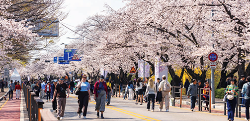 2026 전국 벚꽃 개화 지도, 지역별 명소 & 축제 일정 총정리