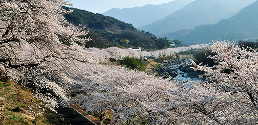2026 전국 벚꽃 개화 지도, 지역별 명소 & 축제 일정 총정리