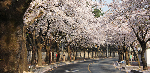 2026 전국 벚꽃 개화 지도, 지역별 명소 & 축제 일정 총정리