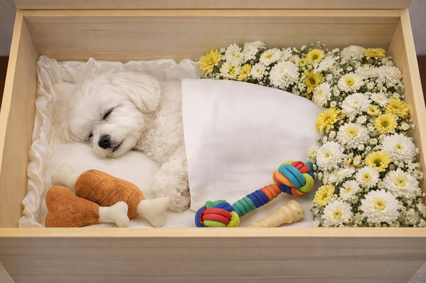 관 안에서 편히 잠든 말티즈 강아지. 꽃과 장난감이 주변을 둘러싸고 있다. 반려동물 장례 내용을 보조한다.