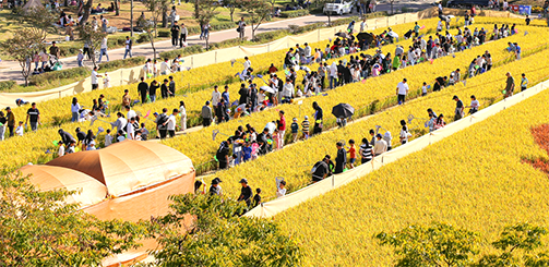 김제 지평선축제 사진으로, 행사에 참여한 관람객들이 논밭을 걷고 있다.
